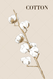 手绘棉花