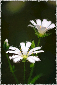 60X90餐厅装饰油画可印刷