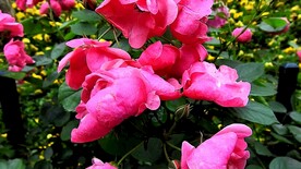 春天月季花实拍视频