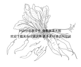 萝卜 辣椒插画