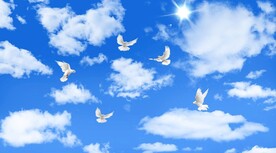 蓝天白云鸽子