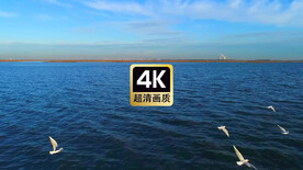 短视频素材海上觅食的海鸥