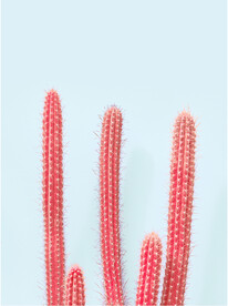 装饰画 晶瓷画 仙人掌