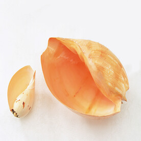 装饰画 晶瓷画 海螺