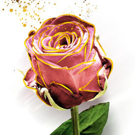 装饰画 晶瓷画 玫瑰花