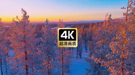 短视频素材清晨雪原上的树林