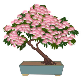 手绘合欢花盆栽