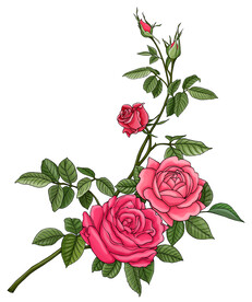 手绘月季分层素材