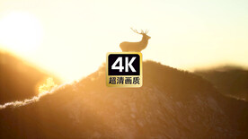 唯美短视频素材晨曦中的麋鹿