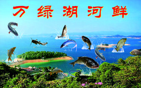 万绿湖河鲜鱼