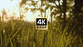 短视频素材密林下绿色草丛