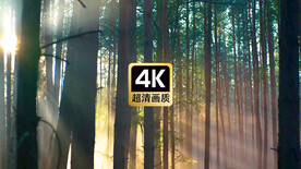 短视频素材晨光穿过密林美景