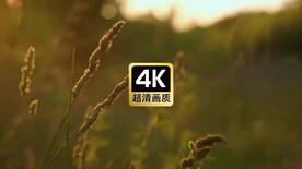 短视频素材晚霞中的狗尾草