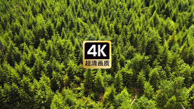 短视频素材航拍绿色森林