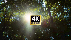 短视频素材日光穿透树荫