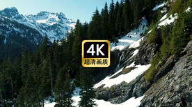短视频素材航拍雪山松林美景