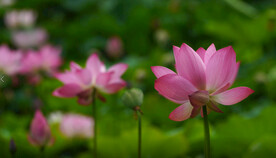 夏天池塘盛开的粉红色荷花