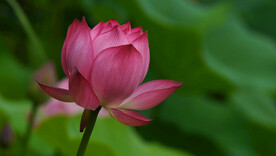 夏天池塘盛开的粉红色荷花