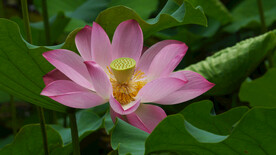 夏天池塘盛开的粉红色荷花