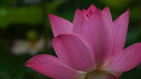 夏天池塘盛开的粉红色荷花