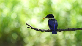 树枝上的可爱蓝翡翠翠鸟幼鸟