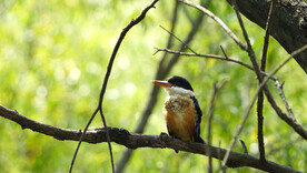 树枝上的活泼可爱的蓝翡翠幼鸟