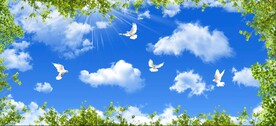 蓝天白云鸽子绿叶
