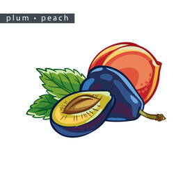 李子手绘 西梅插画