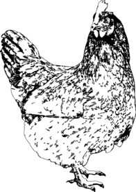 母鸡跑山鸡矢量素材