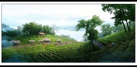 茶园景观