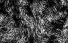 动物毛