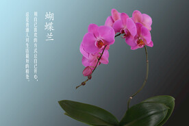 蝴蝶兰