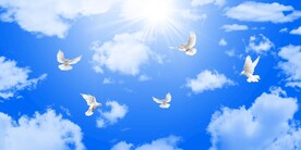 蓝天白云鸽子