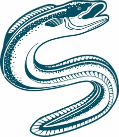 鳗鱼矢量图