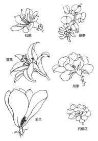 矢量花朵植物手绘线稿插画素材