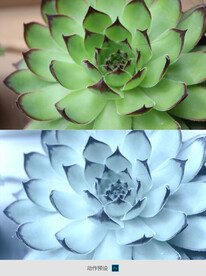 PS动作预设模板设定素材播放冷