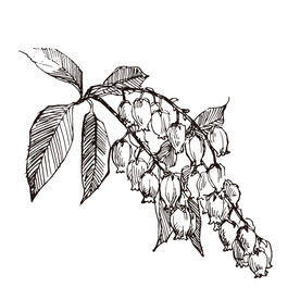 矢量植物花朵素材