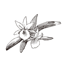 矢量植物果实线稿插画