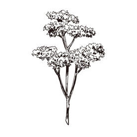 矢量树木手绘线稿插画