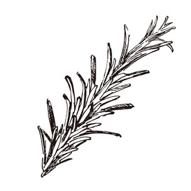 矢量松叶松针手绘插画线稿