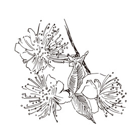 矢量桃花花朵植物手绘线稿