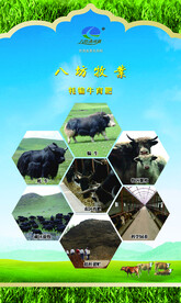 高原畜牧生态牧业肉牛养殖灯箱