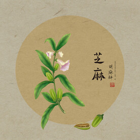 手绘芝麻