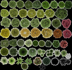 植物平米高清彩平素材PSD