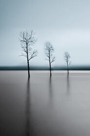 装饰画 晶瓷画 树