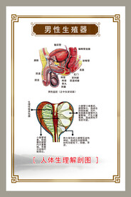 男性解刨图图片大全,男性解刨图设计素材,男性解刨图模板下载,男性解刨图图库_昵图网 soso.nipic.com