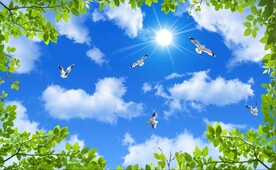 蓝天白云绿叶鸽子