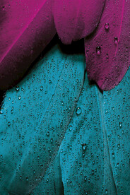 装饰画 抽象画 羽毛