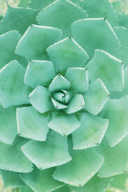 装饰画 抽象画 盘栽仙人掌