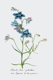 装饰画 抽象画 兰花